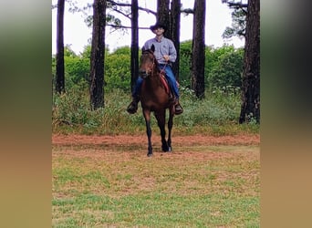 American Quarter Horse, Stute, 7 Jahre, 142 cm, Rotbrauner