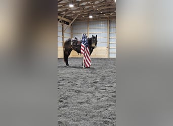 American Quarter Horse, Stute, 7 Jahre, 145 cm, Buckskin