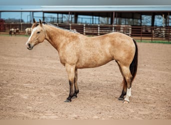 American Quarter Horse, Stute, 7 Jahre, 145 cm, Buckskin