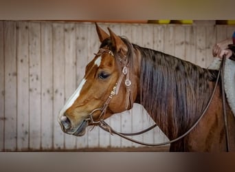 American Quarter Horse, Stute, 7 Jahre, 147 cm, Fuchs