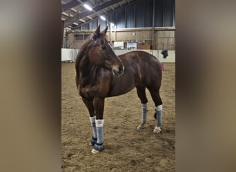 American Quarter Horse, Stute, 7 Jahre, 147 cm, Fuchs