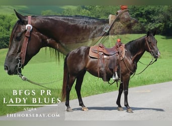 American Quarter Horse, Stute, 7 Jahre, 147 cm, Rappe