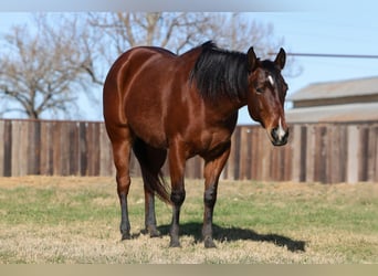 American Quarter Horse, Stute, 7 Jahre, 147 cm, Rotbrauner