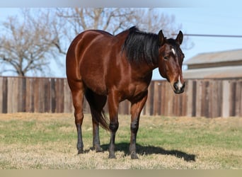 American Quarter Horse, Stute, 7 Jahre, 147 cm, Rotbrauner