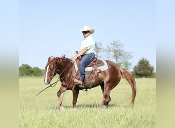 American Quarter Horse, Stute, 7 Jahre, 147 cm, Rotfuchs