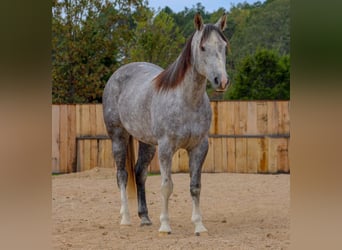 American Quarter Horse, Stute, 7 Jahre, 147 cm, Schimmel