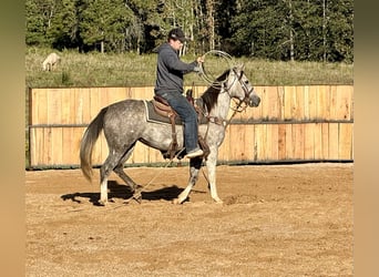 American Quarter Horse, Stute, 7 Jahre, 147 cm, Schimmel