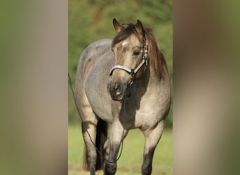 American Quarter Horse, Stute, 7 Jahre, 148 cm, Buckskin