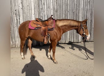 American Quarter Horse, Stute, 7 Jahre, 148 cm, Fuchs
