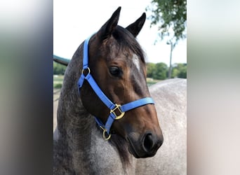 American Quarter Horse, Stute, 7 Jahre, 148 cm, Roan-Bay