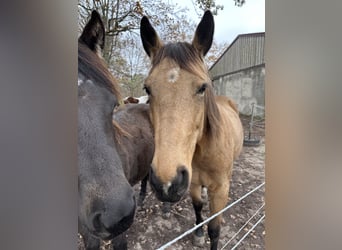 American Quarter Horse, Stute, 7 Jahre, 149 cm, Buckskin