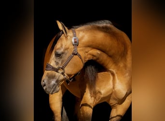 American Quarter Horse, Stute, 7 Jahre, 150 cm, Buckskin