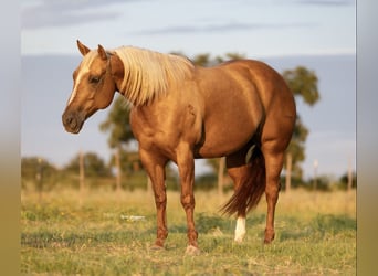 American Quarter Horse, Stute, 7 Jahre, 150 cm, Palomino