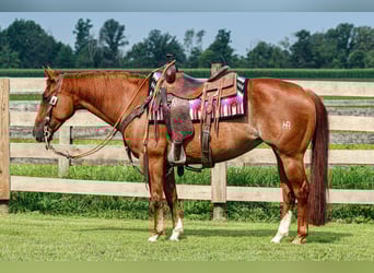 American Quarter Horse, Stute, 7 Jahre, 150 cm, Rabicano