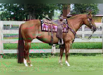 American Quarter Horse, Stute, 7 Jahre, 150 cm, Rabicano