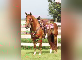 American Quarter Horse, Stute, 7 Jahre, 150 cm, Rabicano