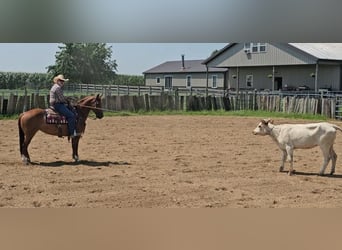 American Quarter Horse, Stute, 7 Jahre, 150 cm, Rabicano