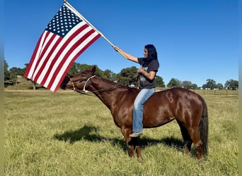 American Quarter Horse, Stute, 7 Jahre, 150 cm, Rotfuchs