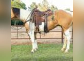 American Quarter Horse, Stute, 7 Jahre, 150 cm, Tobiano-alle-Farben