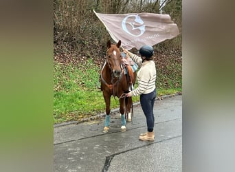American Quarter Horse, Stute, 7 Jahre, 151 cm