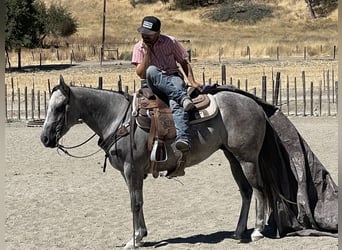 American Quarter Horse, Stute, 7 Jahre, 152 cm, Apfelschimmel
