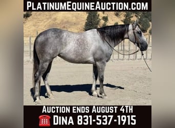 American Quarter Horse, Stute, 7 Jahre, 152 cm, Apfelschimmel