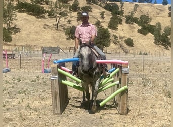 American Quarter Horse, Stute, 7 Jahre, 152 cm, Apfelschimmel