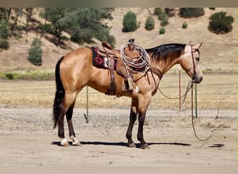 American Quarter Horse, Stute, 7 Jahre, 152 cm, Buckskin
