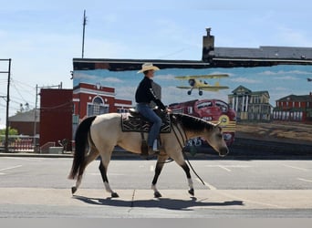 American Quarter Horse, Stute, 7 Jahre, 152 cm, Buckskin