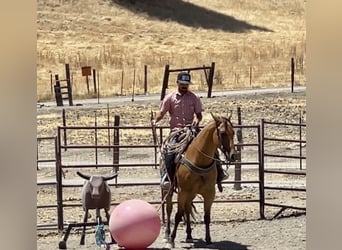 American Quarter Horse, Stute, 7 Jahre, 152 cm, Buckskin