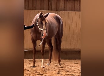 American Quarter Horse, Stute, 7 Jahre, 152 cm, Dunkelfuchs