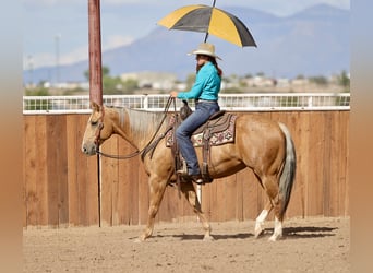 American Quarter Horse, Stute, 7 Jahre, 152 cm, Palomino