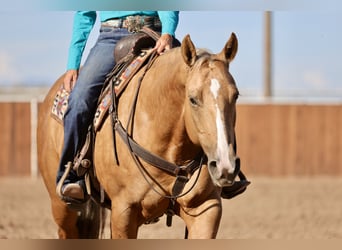 American Quarter Horse, Stute, 7 Jahre, 152 cm, Palomino