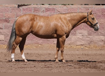 American Quarter Horse, Stute, 7 Jahre, 152 cm, Palomino