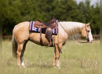 American Quarter Horse, Stute, 7 Jahre, 152 cm, Palomino