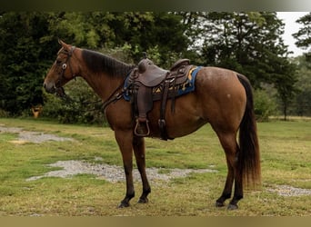 American Quarter Horse, Stute, 7 Jahre, 152 cm, Roan-Bay