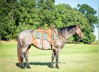 American Quarter Horse, Stute, 7 Jahre, 152 cm, Roan-Bay