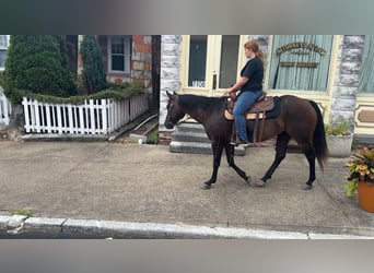 American Quarter Horse, Stute, 7 Jahre, 152 cm, Rotbrauner