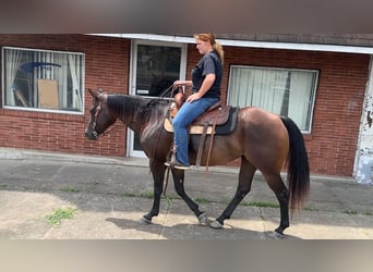 American Quarter Horse, Stute, 7 Jahre, 152 cm, Rotbrauner
