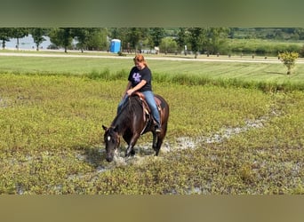 American Quarter Horse, Stute, 7 Jahre, 152 cm, Rotbrauner