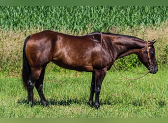 American Quarter Horse, Stute, 7 Jahre, 152 cm, Rotbrauner