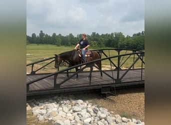 American Quarter Horse, Stute, 7 Jahre, 152 cm, Rotbrauner