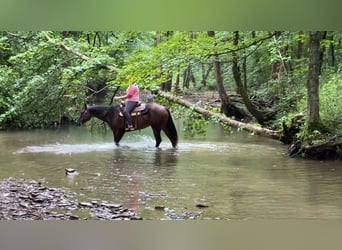 American Quarter Horse, Stute, 7 Jahre, 152 cm, Rotbrauner