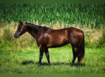 American Quarter Horse, Stute, 7 Jahre, 152 cm, Rotbrauner