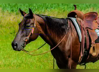 American Quarter Horse, Stute, 7 Jahre, 152 cm, Rotbrauner