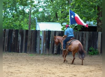 American Quarter Horse, Stute, 7 Jahre, 152 cm, Rotfuchs