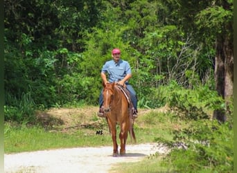 American Quarter Horse, Stute, 7 Jahre, 152 cm, Rotfuchs