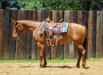 American Quarter Horse, Stute, 7 Jahre, 152 cm, Rotfuchs