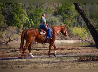 American Quarter Horse, Stute, 7 Jahre, 152 cm, Rotfuchs