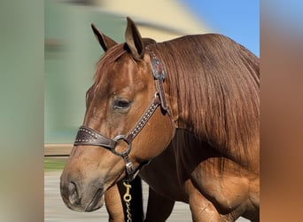 American Quarter Horse, Stute, 7 Jahre, 152 cm, Rotfuchs